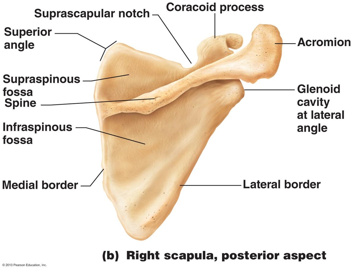 <p>Acromion, Coracoid process, Suprascapular notch, superior angle,  Supraspinous foss, Spine of the scapula, Infraspinous fossa, medial border, lateral border, Glenoid cavity at lateral angle</p>