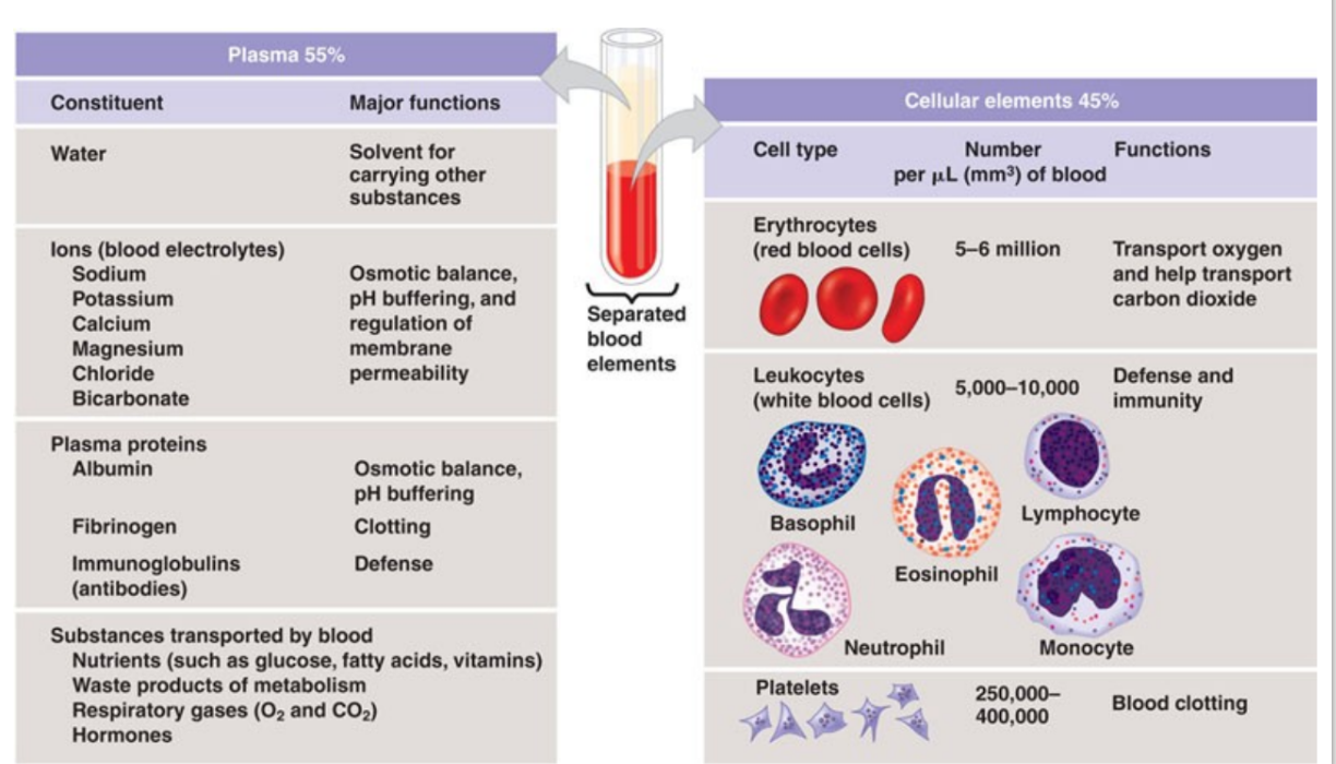 <p>blood = the liquid that moves through the circulatory system</p><ul><li><p>plasma: liquid portion of the blood</p><ul><li><p>contains water, proteins, salts, lipids, and glucose</p></li></ul></li><li><p>red blood cells: contain hemoglobin- transports oxygen + co2 in the circulatory system of vertebrates and many invertebrates</p><ul><li><p>invertebrates that utilize hemolymph rather than blood have alternatives to hemoglobin to bind and transport oxygen:</p><ul><li><p>hemocyanin- blue-green, copper (mollusks, crustaceans, some arthropods)</p></li><li><p>chlorocruorin- green, iron (four families of polychaete tubeworms)</p></li><li><p>hemerythrin- red, iron (some polychaete worms and annelids)</p></li></ul></li></ul></li><li><p>white blood cells: immune response; formed continually</p></li><li><p>platelets: work with other factors to promote blood clotting at sites of tissue damage</p></li></ul><p></p>