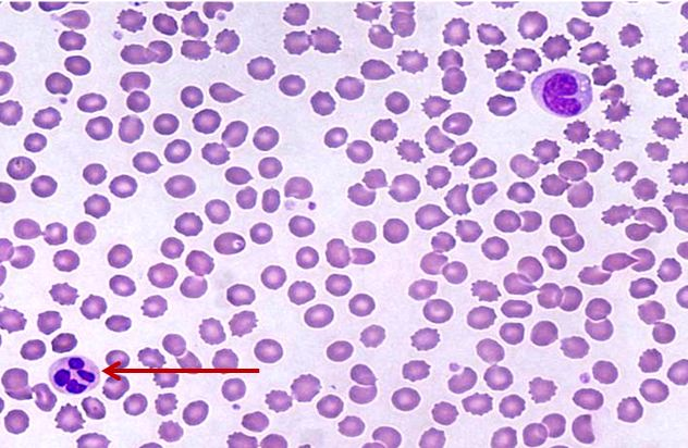 <p>Tế bào gì ?</p>