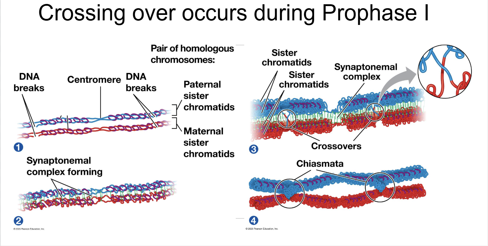 <p>crossing over </p>