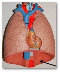 <p>primary muscle used in breathing</p>