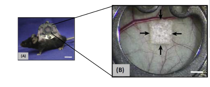 <ul><li><p>Transparent chamber in rabbit ear, dorsal skinfold (mice), cranial window (mice)</p></li><li><p>Allows continuous measurement of angiogenesis, blood flow, pH, tumour growth and wound healing</p></li><li><p>Invasive and technically difficult</p></li></ul><p><span style="background-color: inherit; line-height: 22px; color: windowtext;">Lose skin in back of mouse, attach chamber that holds skin and can visualise under microscope- look at blood flow in response to being treated with drug- look at vessels and what's happening inside them </span><span style="line-height: 22px; color: windowtext;"> </span></p>
