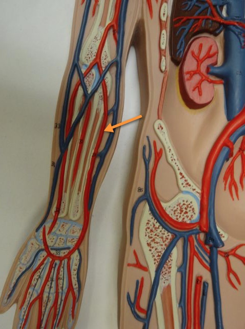 <p>Name the structure</p>