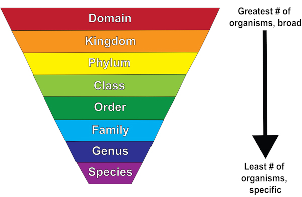 <p>Domain, Kingdom, Phylum, Class, Order, Family, Genus, Species</p><p></p>