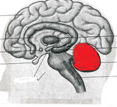 <p>Cerebellum</p>
