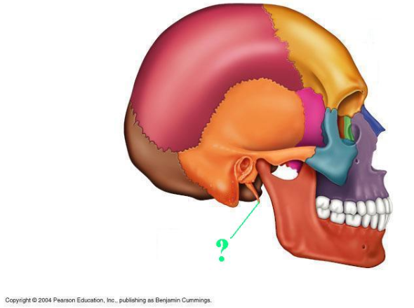 <p><span>Identify the indicated bone marking (projection).</span></p>