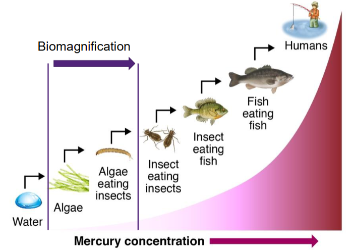 <p>The uptake of chemicals into an organism from its food.</p>