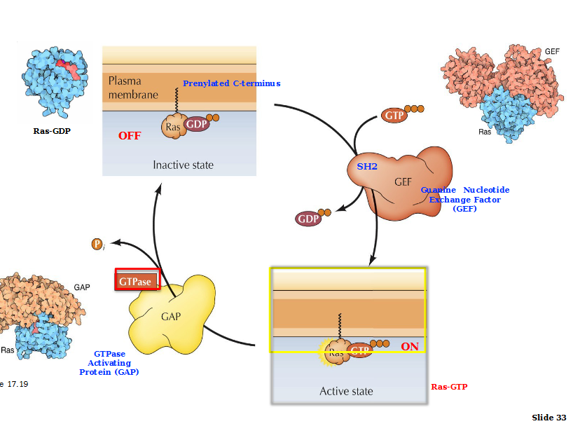 <p>Initiation: Ras is inactive when GDP bound. SH2 domain guanine nucleotide exchange factor (GEF) activates Ras via GDP/GTP exchange. </p><p>Termination: Stimulated by GTPase- activating proteins (GAPs) interactions with Ras-GTP. These GAPs hydrolyze GTP into GDP, returning Ras into inactive state. </p>