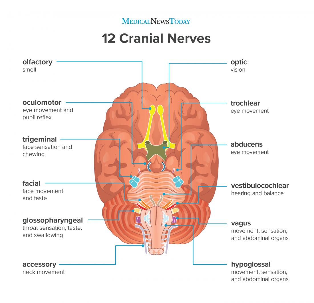 <p>A cranial nerve apart of the CNS which is responsible for vision.</p>
