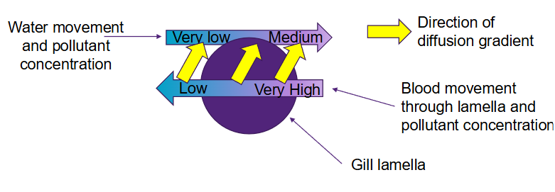 <ul><li><p>Fastest for chemical with low lipophilicity (log KOW < 3) and/or high polarity </p></li><li><p>Slow for non-polar chemicals </p></li><li><p>Driven by diffusion — must be a favourable gradient (higher internal conc and lower external conc) </p></li></ul><p></p>