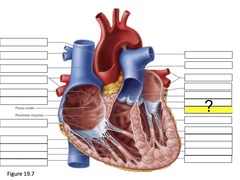 <p>valve between left atria and ventricle</p>