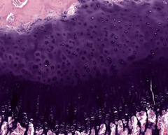 <p>What type of tissue is this?</p>