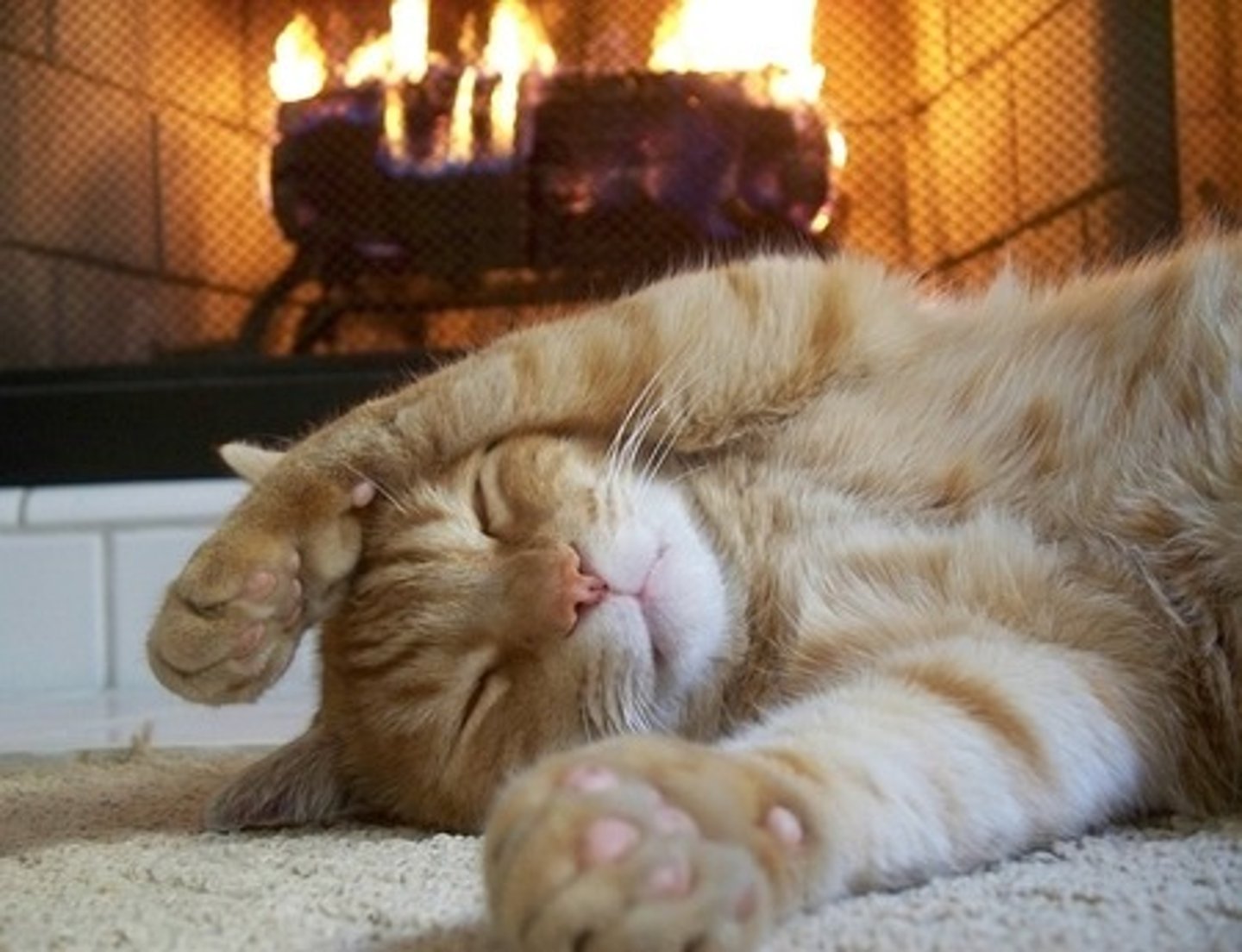 <p>in front of the sofa, in front of the chimney</p>