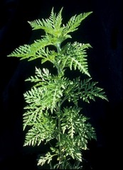<p>native forb</p>