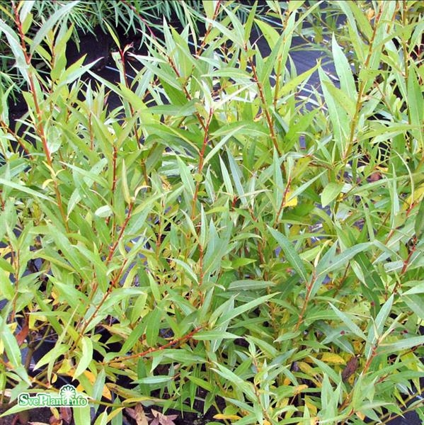 <p>klotpil</p>