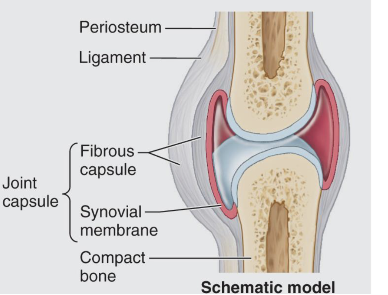 <p>has a capsul and fluid to lubricate</p>