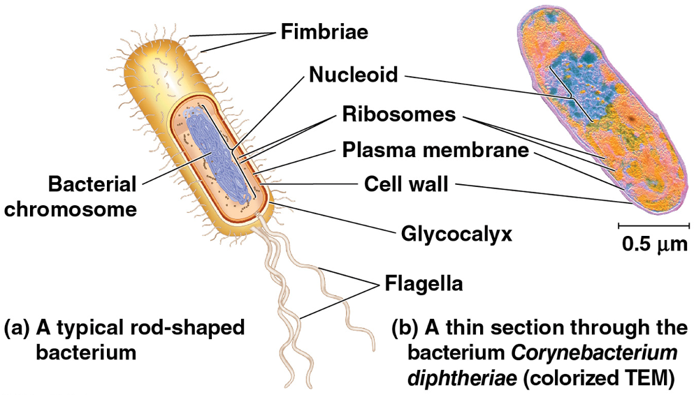 <p>Prokaryotic Cells</p>