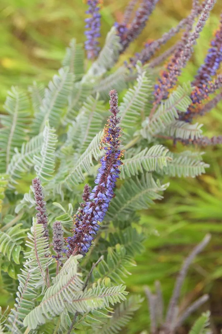 <p>woody, legume<em>, only full sun, most soil</em></p>