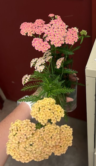 <ul><li><p>variety of colors</p><ul><li><p>yellow center always</p></li></ul></li><li><p>clumping growth habit</p></li></ul><p></p>