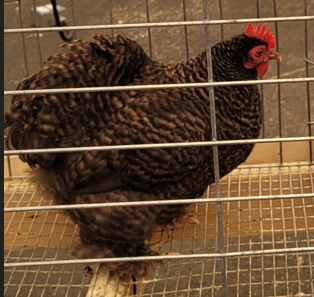 <p>What kind of hen is this?</p>