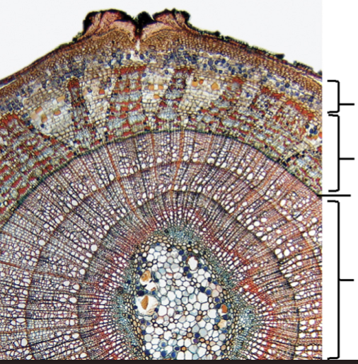 <p>What is the third segment of the tilia cross section?</p>