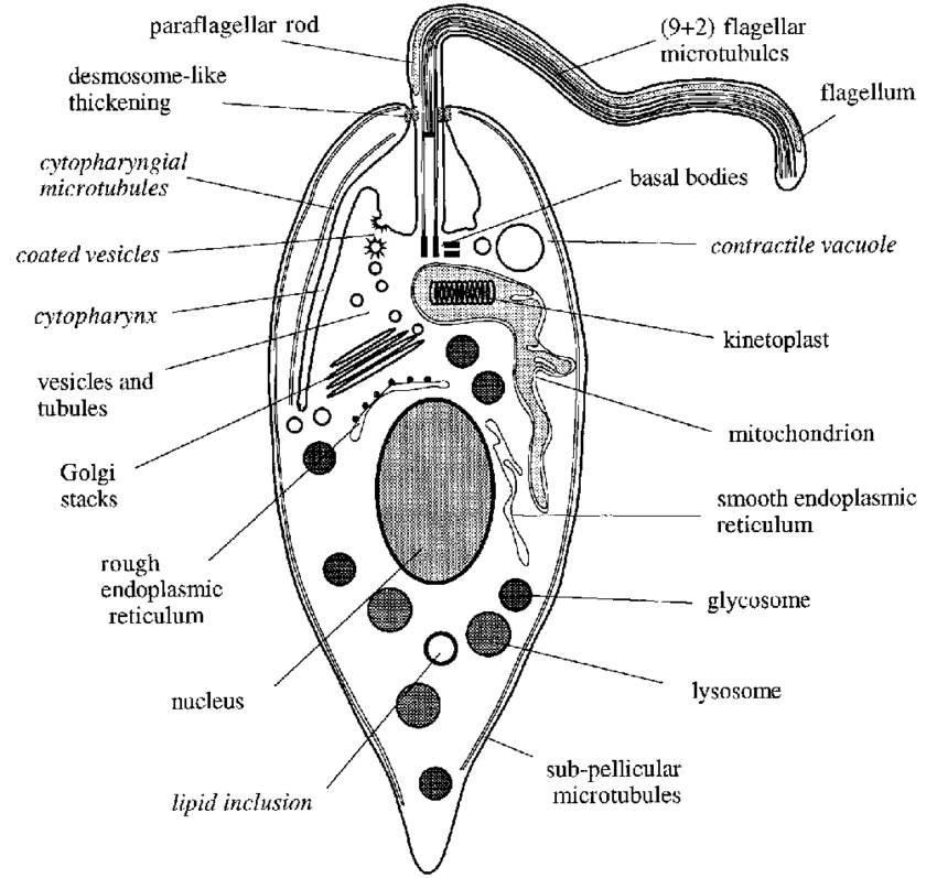 <p>Kinetoplastid</p>