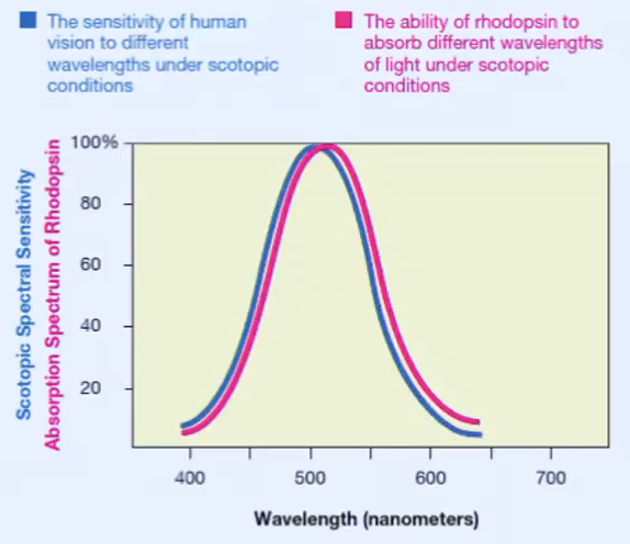 <p><span style="background-color: inherit; line-height: 19.55px; color: windowtext;">Behavioural measures of human sensitivity to different wavelengths closely matches the ability of rhodopsin (rod photoreceptor) to absorb those wavelengths of light</span><span style="line-height: 19.55px; color: windowtext;">.</span></p><p></p><p><span style="background-color: inherit; line-height: 19.55px; color: windowtext;">Visual transduction is conversion of light energy into neural signals by the receptors</span><span style="line-height: 19.55px; color: windowtext;">.</span></p>
