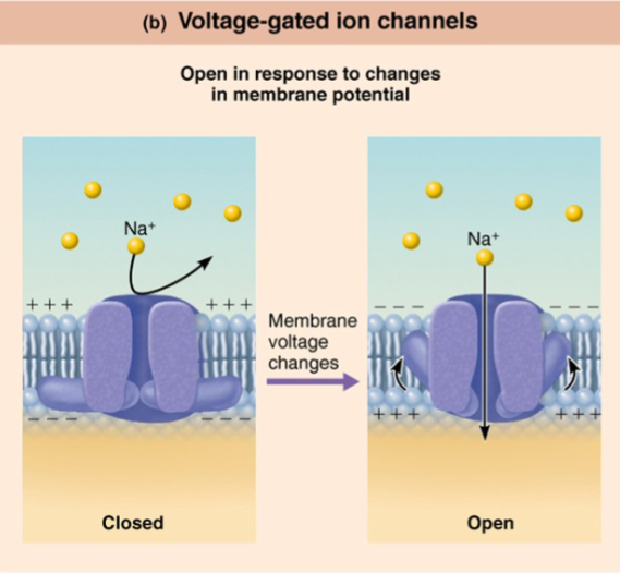 <p>open and close in response to changes in the membrane potential</p>