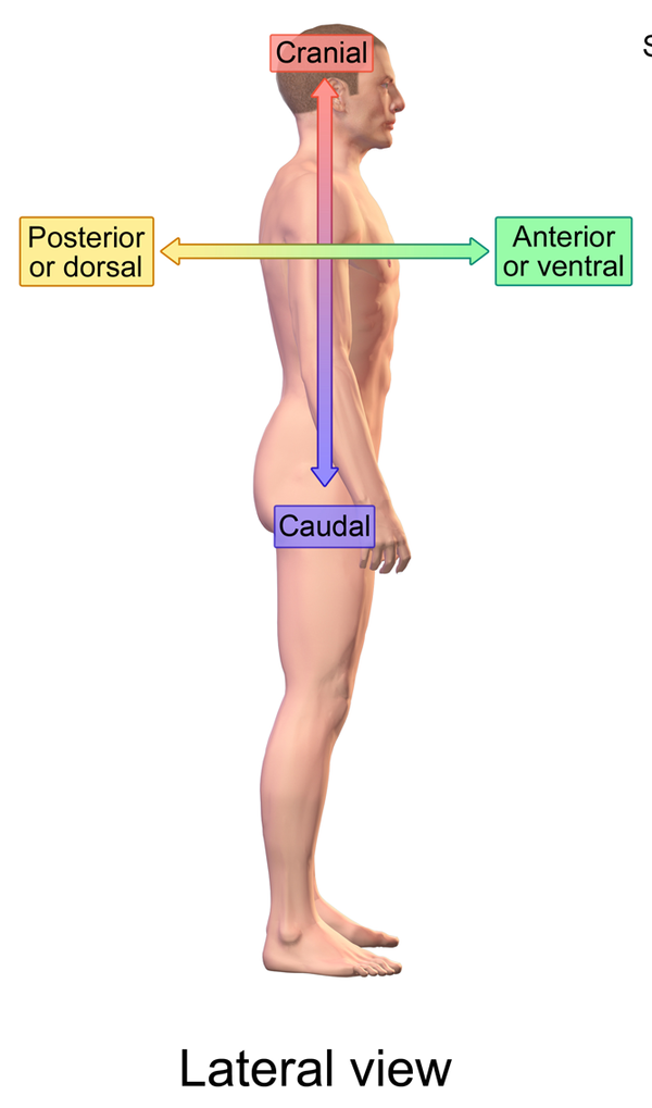 <p>Towards the LOWER part of the body</p>