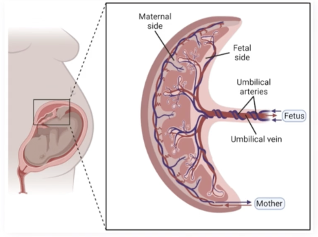 <p>Houses the umbilical vein and umbilical artery </p>