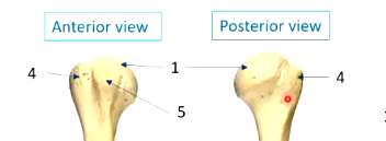 <ul><li><p>greater (4)</p></li><li><p>lesser (5)</p></li><li><p>sites for attachments of muscles</p></li><li><p>greater tubercule looks smaller but actually continues around the lateral aspect to the posterior aspect</p></li></ul><p></p>