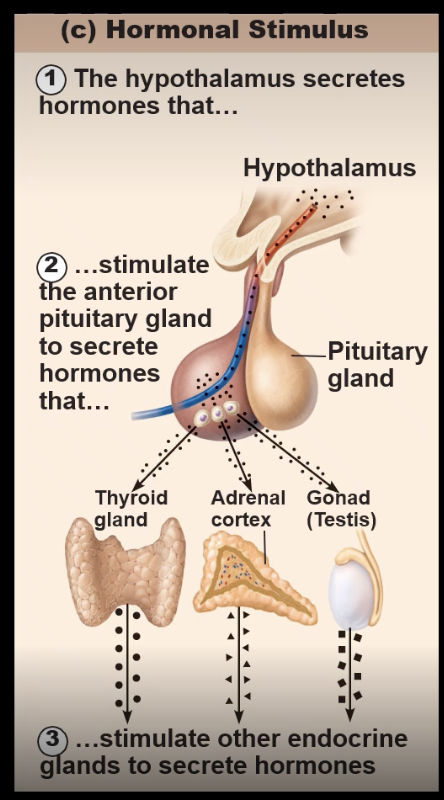 <ul><li><p>regulated by the hormones<br>- hormone secretion can be induced or inhibited by the presence of another hormone</p></li></ul><p></p>