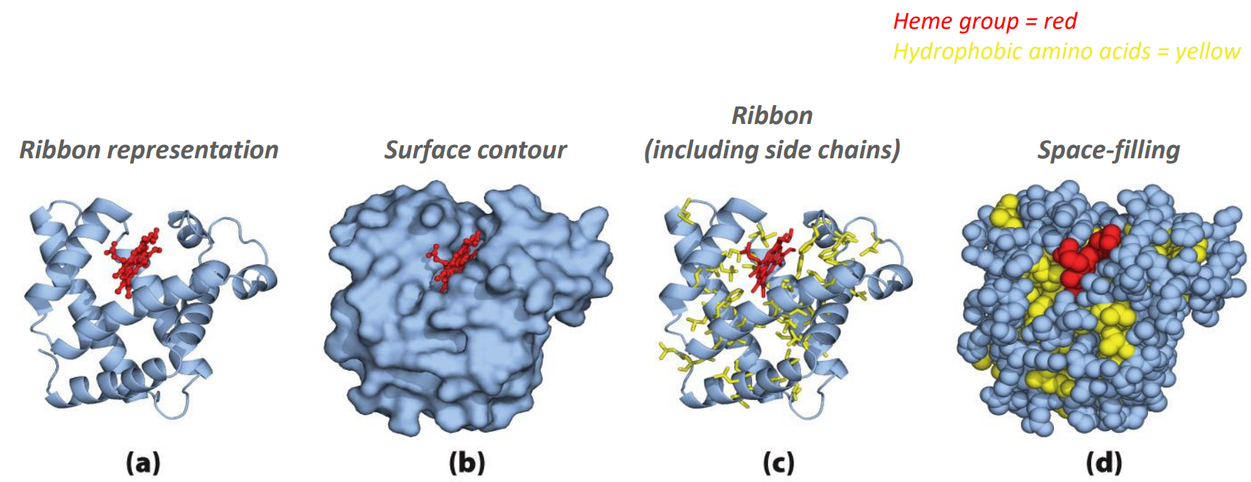 <ul><li><p>Notice how the hydrophobic parts are often in the interior of the protein (in order to maximize the strong H-bonds) </p></li></ul><p></p>