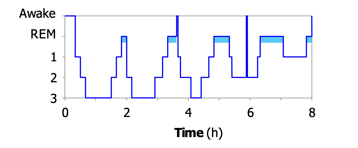 <ul><li><p>The first REM stage occurs after about 90 minutes. As the night progresses, sleep gets shallower and REM stages longer, and you may wake up occasionally.</p></li></ul><p></p>