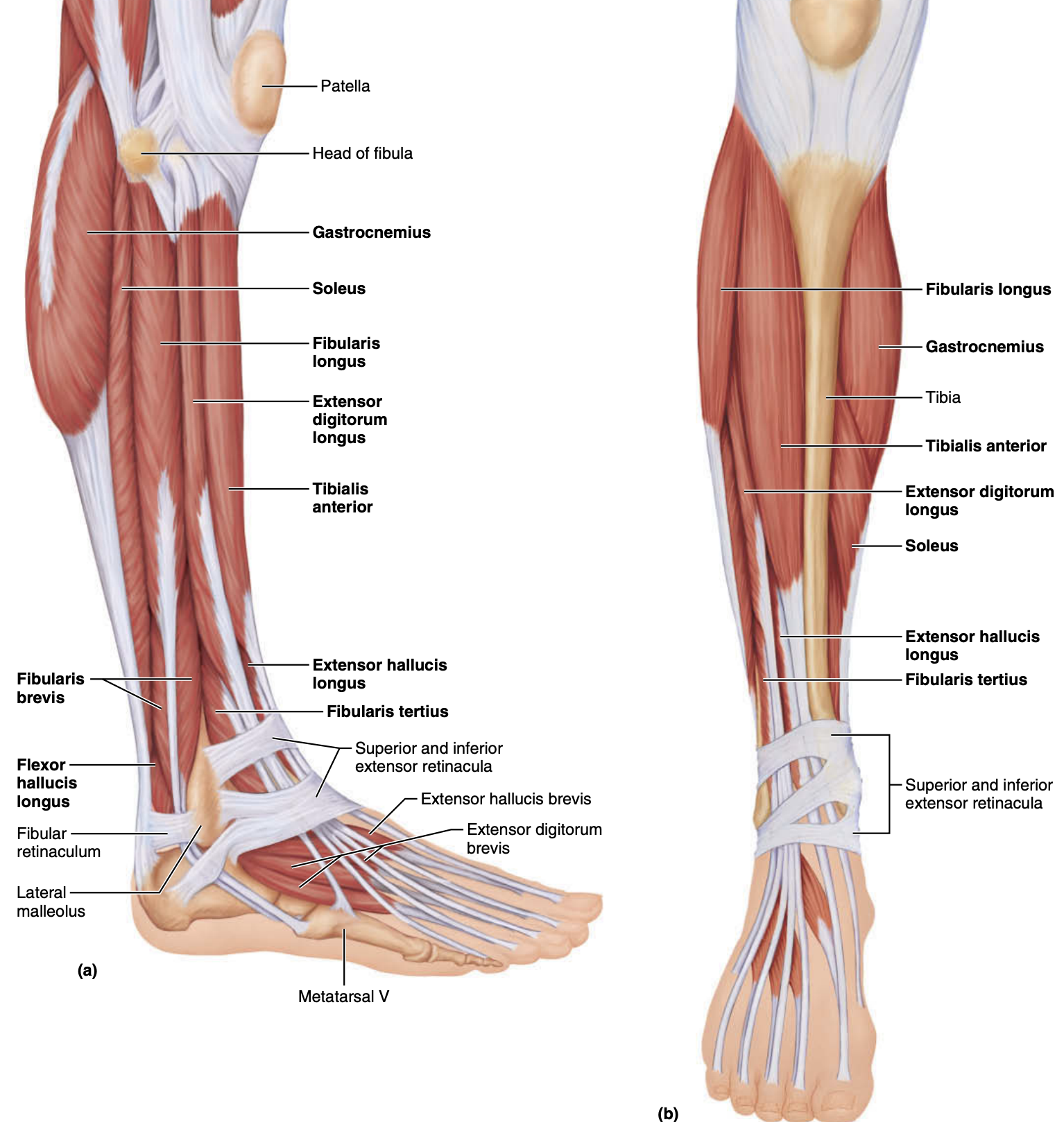 <p>Nerve → Main Function</p><ol start="11"><li><p><strong>Tibial →</strong> ??</p></li><li><p><strong>Common peroneal →</strong> ??</p></li><li><p><strong>Pudendal →</strong> ???</p></li></ol><p></p>