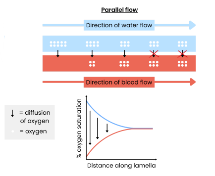 <p><strong>Explain what would happen with parallel flow instead of counter-current flow in fish gills.</strong></p>