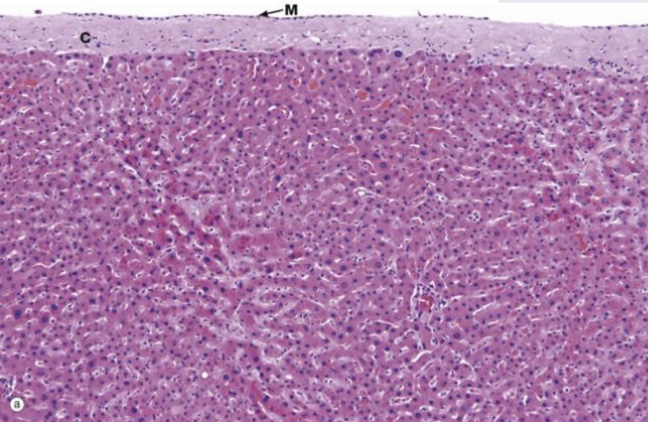 <p>Identify the Organ and Structures?</p>