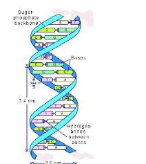 <p>A nucleotide consists of a pentose sugar, a phosphate group, and nitrogen bases.</p>