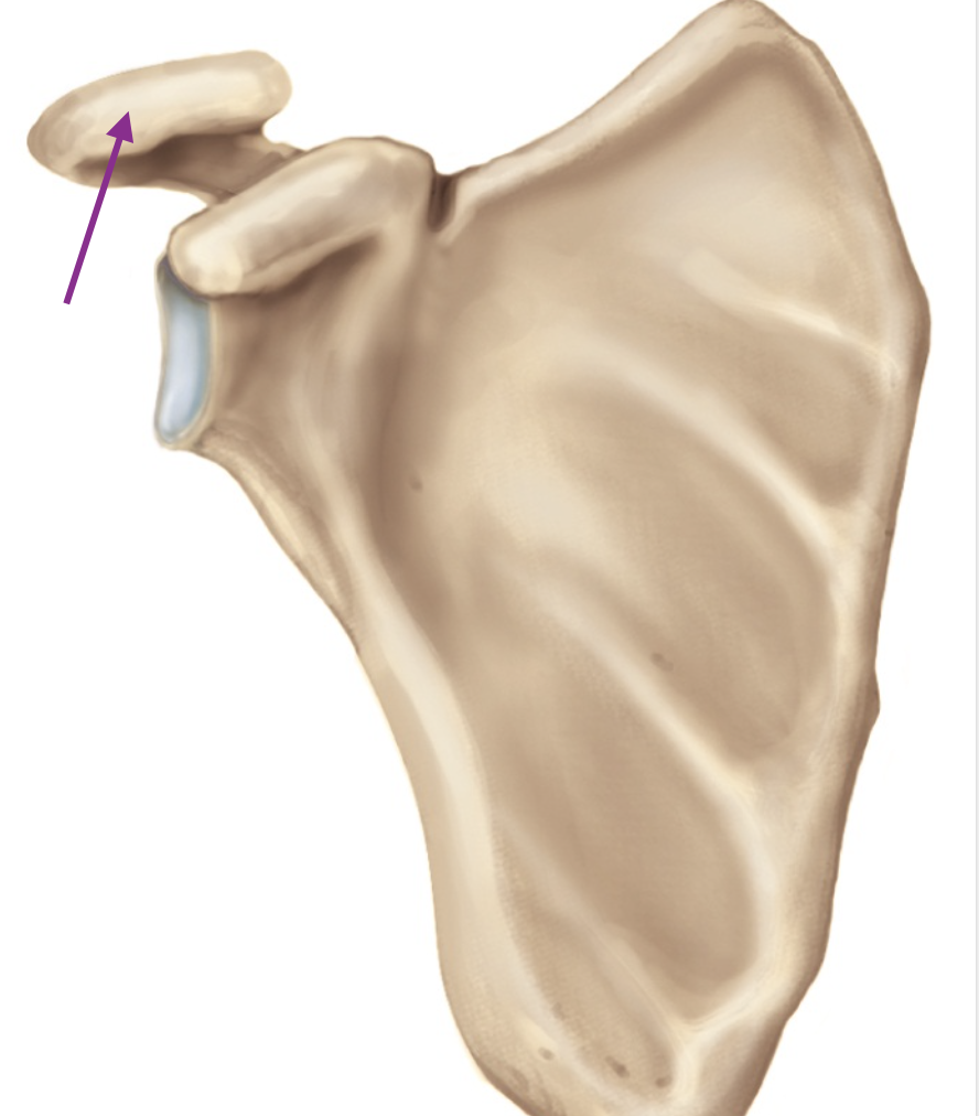 <p>Identify the anatomical feature of the scapula.</p>