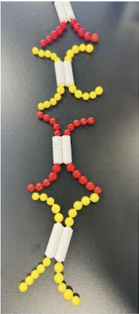 <p><span style="line-height: 1.5;">46. A student at Columbus State Community College is using pop-beads to model mitosis. Observe the image below. Which stage of mitosis is being modeled with the pop beads?</span></p><p><span style="line-height: 1.5;">A. Prophase</span></p><p><span style="line-height: 1.5;">B. Telophase</span></p><p><span style="line-height: 1.5;">C. Anaphase</span></p><p><span style="line-height: 1.5;">D. Metaphase</span></p>