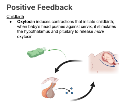 <ul><li><p><strong>Oxytocin </strong>induces contractions that initiate childbirth; when baby’s head pushes against <strong>cervix</strong>, it stimulates the hypothalamus and pituitary to <strong>release more oxytocin</strong></p></li></ul><p></p>