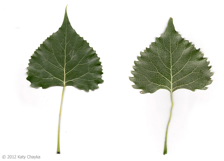 <p>Identify this species:</p>