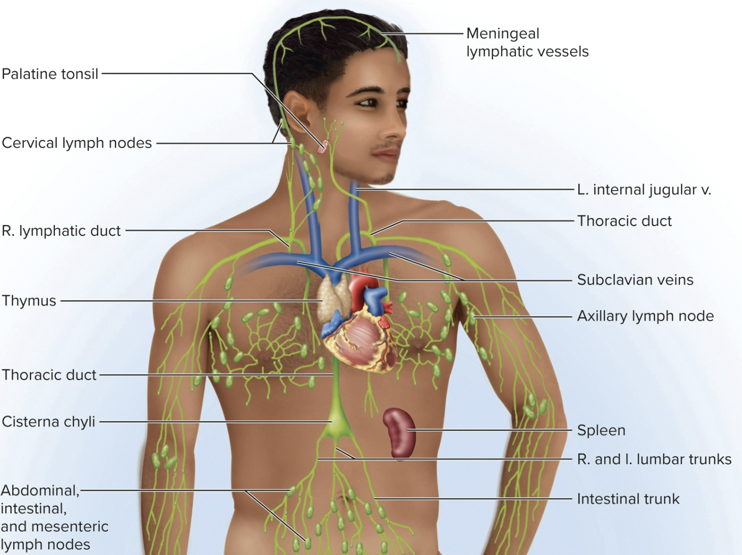 <p>Lymphatic (lymphoid) system</p>