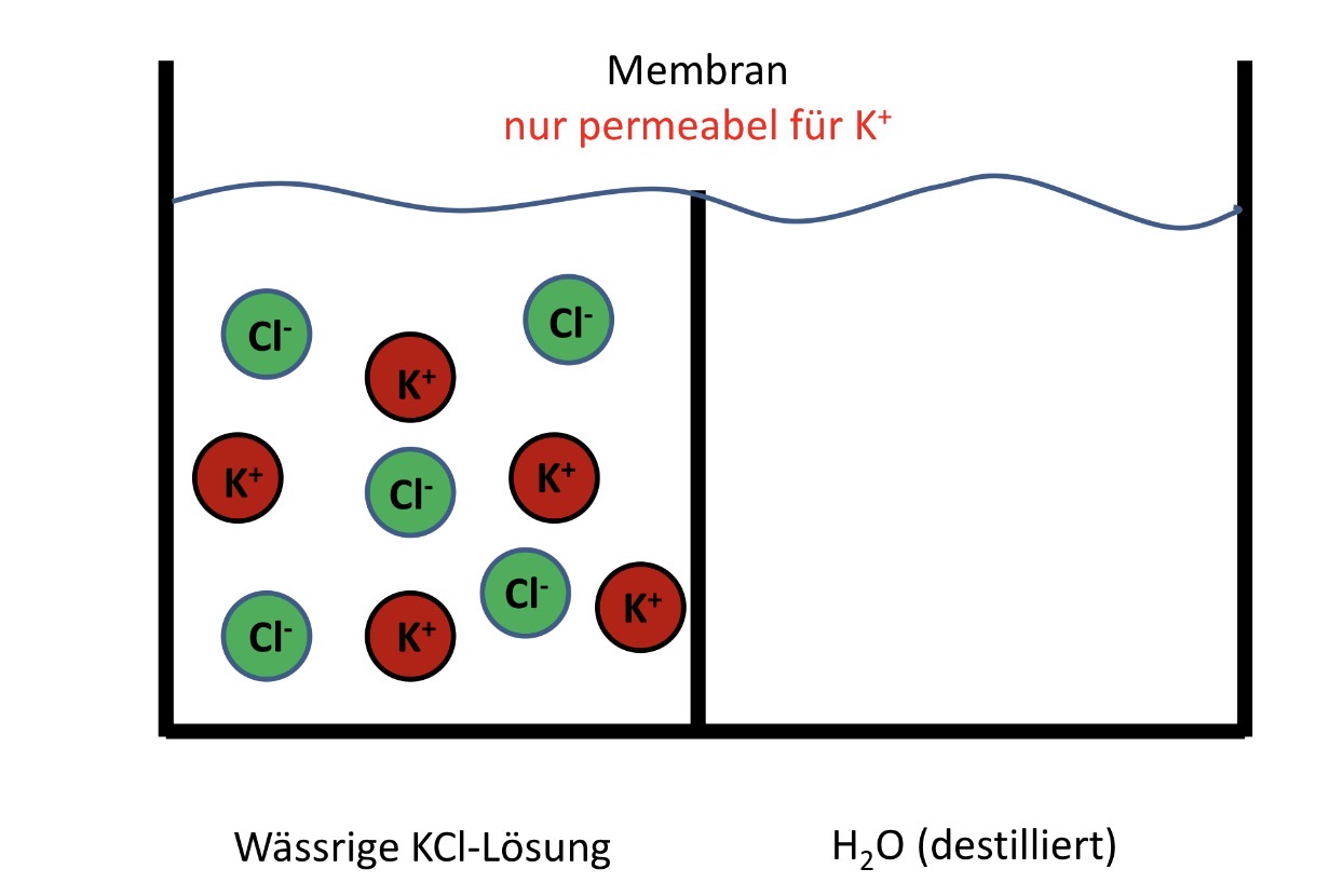 <p>Wie ändert sich die Ionen-Konzentration in der rechten Hälfte des Gefäß? Semipermeable Membran für K+</p><p></p>