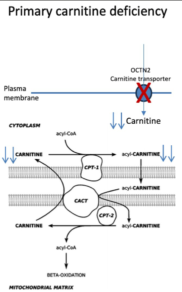 <ul><li><p><strong>OCTN2 or SLC22A5</strong></p></li><li><p>low plasma carnitine</p></li><li><p>cardiomyopathy, muscle weakness, fasting intolerance</p></li></ul><p></p>