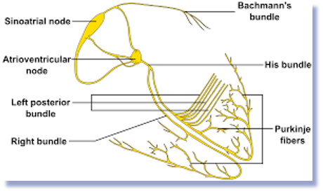 <p><span>Small electrical connection between the atria and ventricles.</span></p><p></p><p><span>Think of the </span><strong>Bundle of His</strong><span> as the </span><strong>electrical wire</strong><span> that carries the signal from the </span><strong>AV node</strong><span> to the ventricles. </span></p><p></p><p><span>Passes through the fibrous skeleton of the heart.</span></p><p></p><p></p>