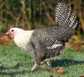 <p>welk type kip is dit</p>