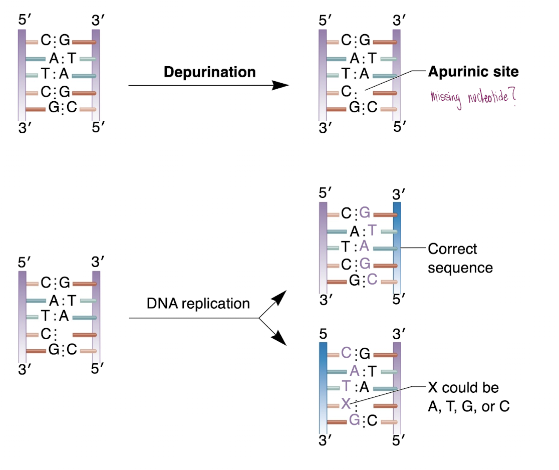 <p>-Loss of nitrogenous bases </p><p>-Usually a purine- guanine or adenine- leads to apurinic site (without purine)</p>