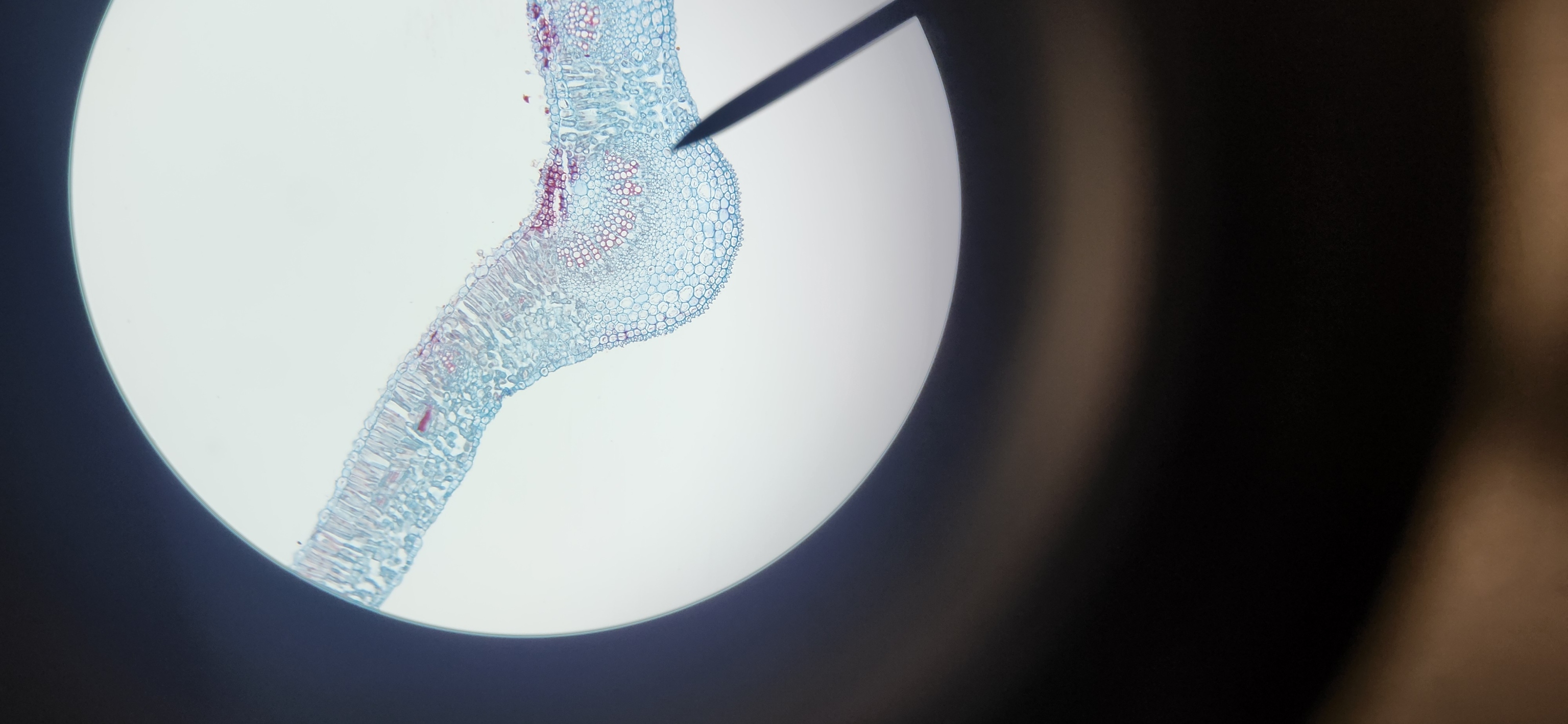 <p>Identify the following structures on the Dicot Leaf - Syringa (c.s.) – (slide) </p><p> </p><p>Upper epidermis </p><p>Lower epidermis </p><p>Mesophyll </p><p>Palisade cells </p><p>Spongy cells </p><p>Stomata</p><p>Vascular bundles </p><p>Xylem </p><p>Phloem</p><p></p>