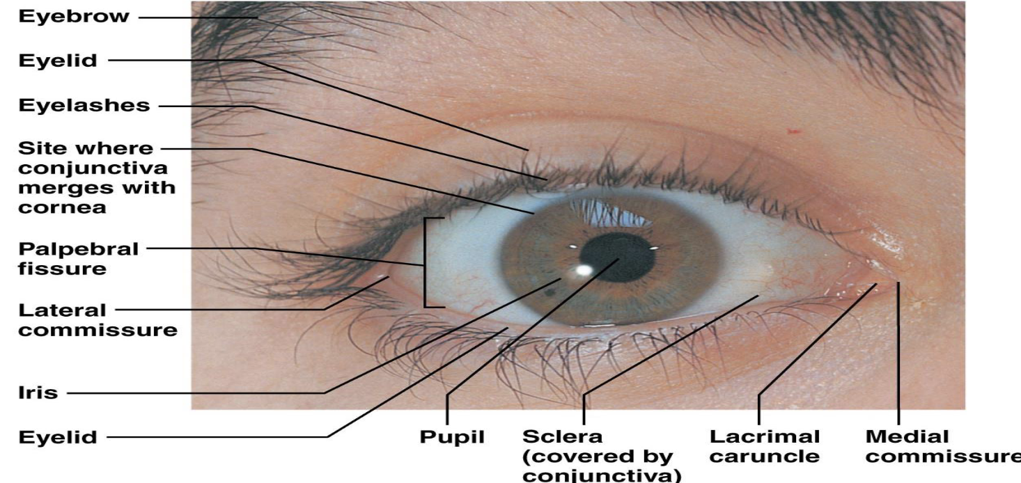 <p>C. Eyelashes</p><ol><li><p>Where are the eyelashes located?</p></li><li><p>What is special about the innervation of the eyelashes?</p></li><li><p>What does stimulation of the eyelashes trigger?</p></li></ol><p></p>